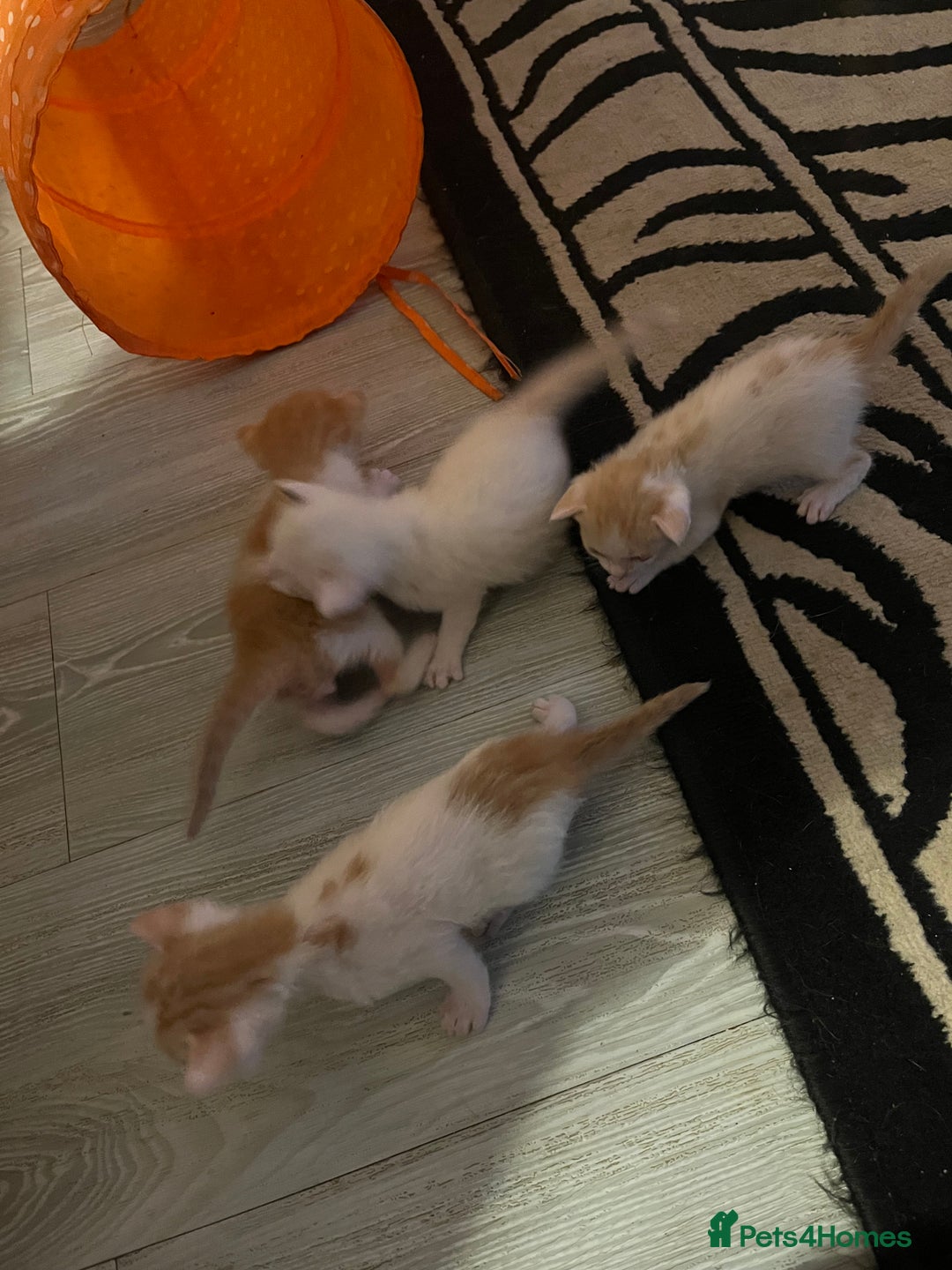 Oriental cats for sale: Gorgeous oriental kittens  - Advert 17