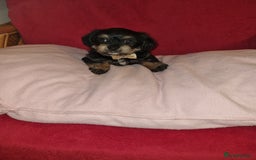 Bichon Frise dogs for sale: 2 Bichon puppies for sale  - Image 7