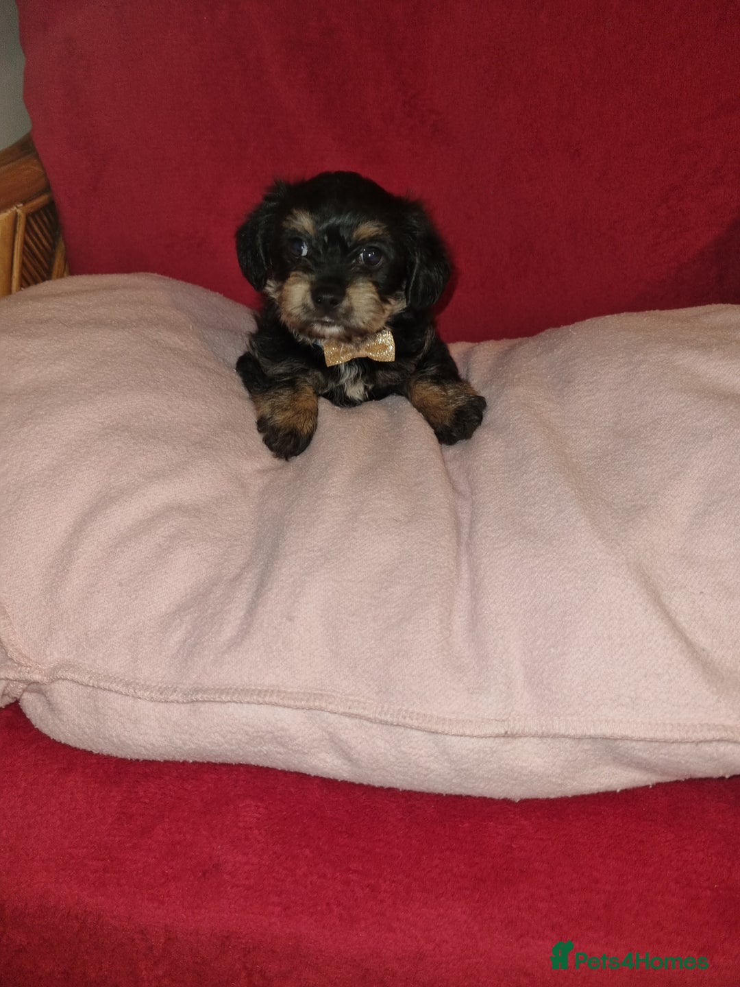 Bichon Frise dogs for sale: 2 Bichon puppies for sale  - Image 7