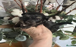 Jackapoo dogs for sale: Stunning Jackapoo pups  - Image 6