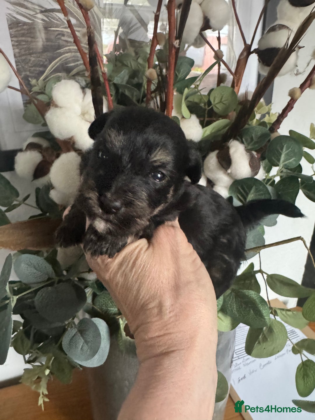Jackapoo dogs for sale: Stunning Jackapoo pups  - Image 6