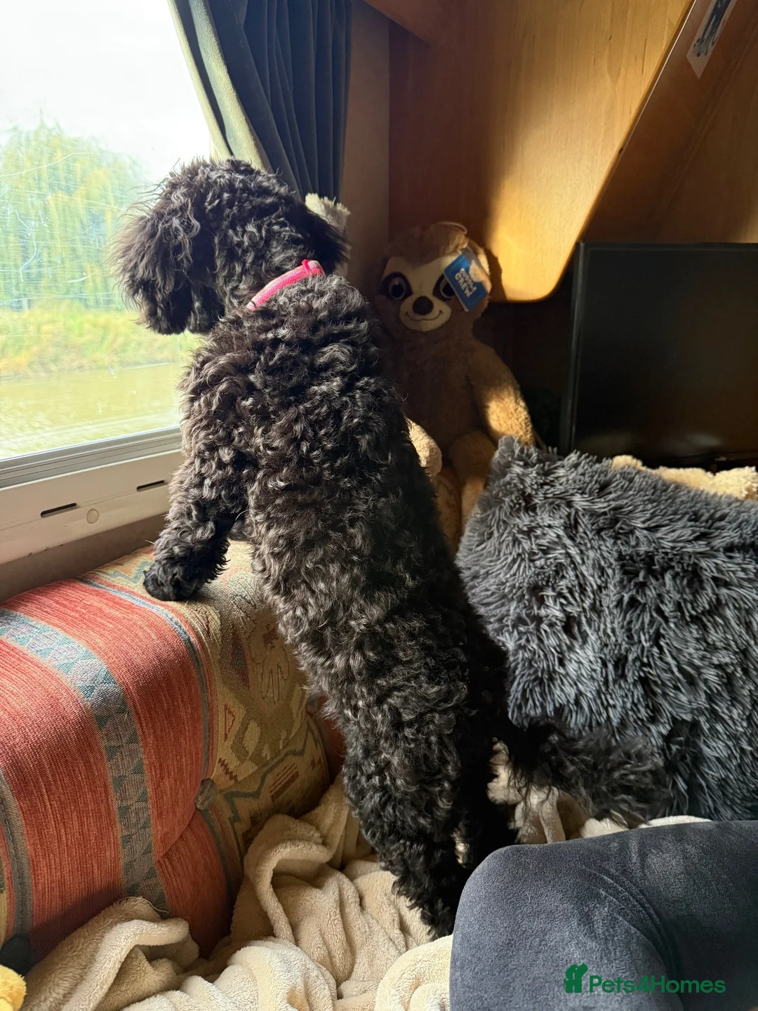 Miniature Poodle dogs for sale: BlackMiniature poodle in Wisbech - Advert 6