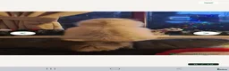Ragdoll cats for sale: Beautiful Female Ragdoll Kittens in Leyland - Advert 15