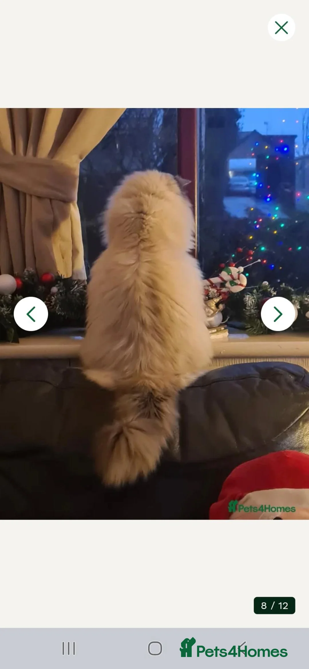 Ragdoll cats for sale: Beautiful Female Ragdoll Kittens in Leyland - Advert 15