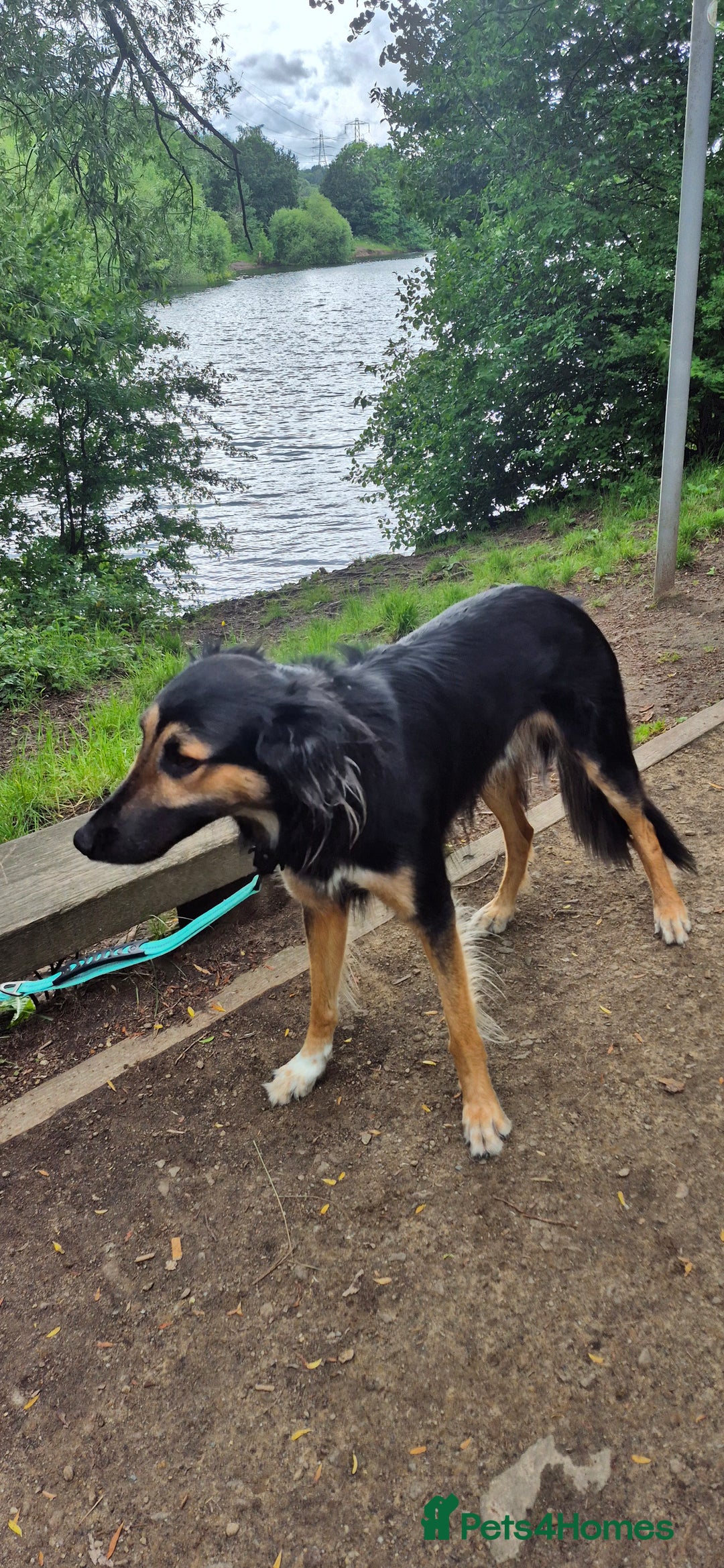 Greyhound dogs for stud: Saluki/greyhound or grey/German shepherd  - Image 4
