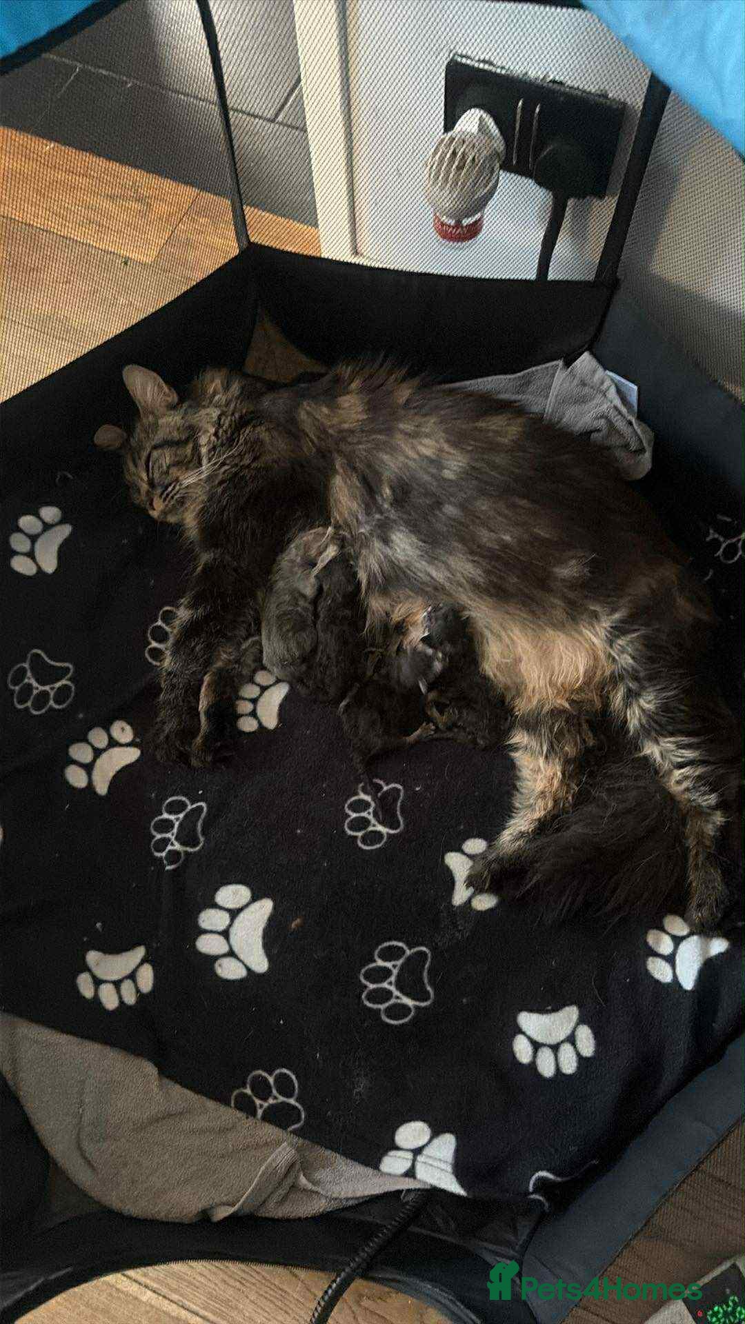 Maine Coon cats for sale: Pure Maine coon kittens - Advert 11