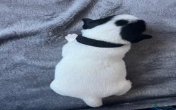 Jack Russell dogs for sale: Beautiful Jack Russell puppies for sale - Image 8