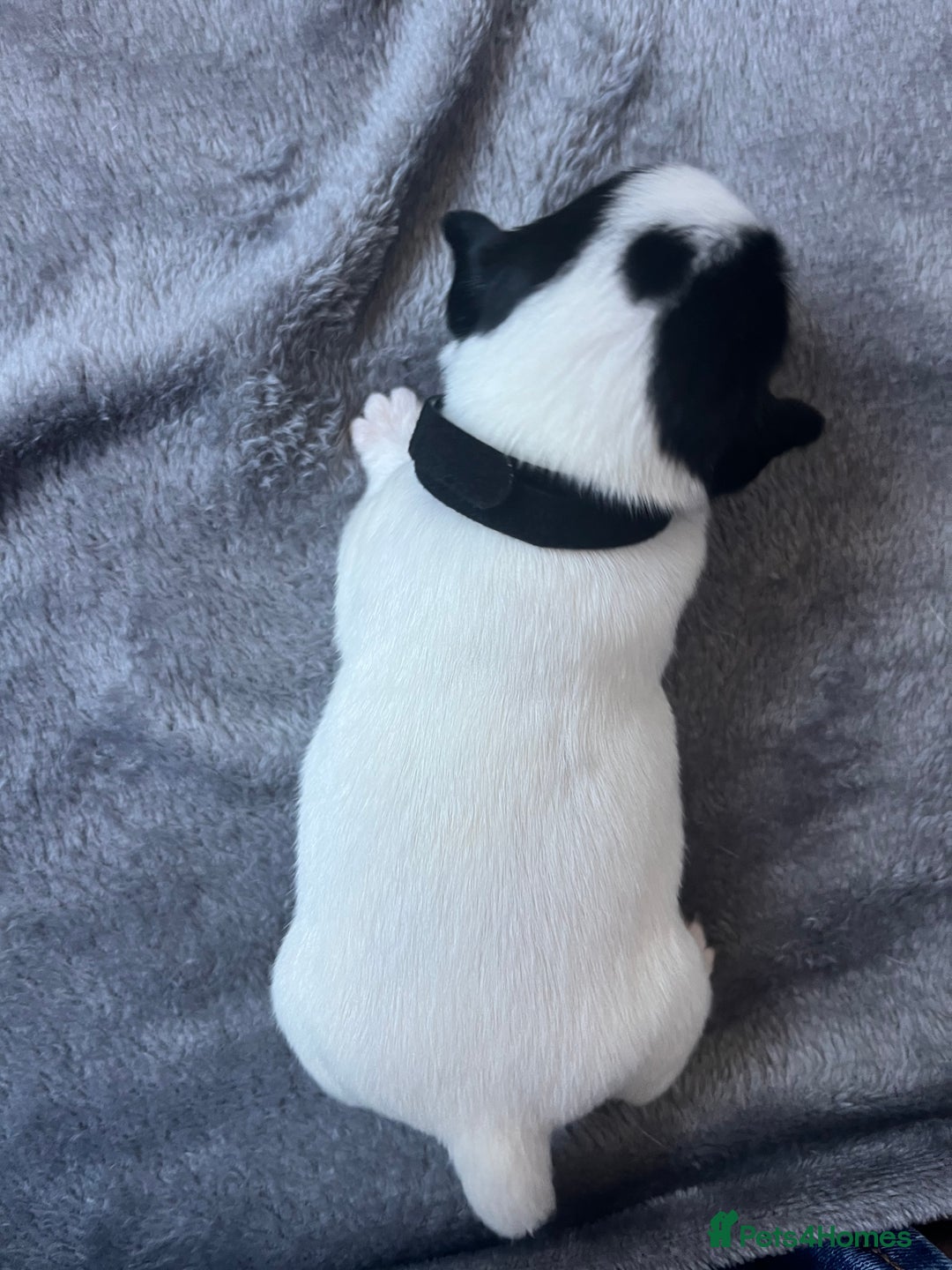 Jack Russell dogs for sale: Beautiful Jack Russell puppies for sale - Image 8
