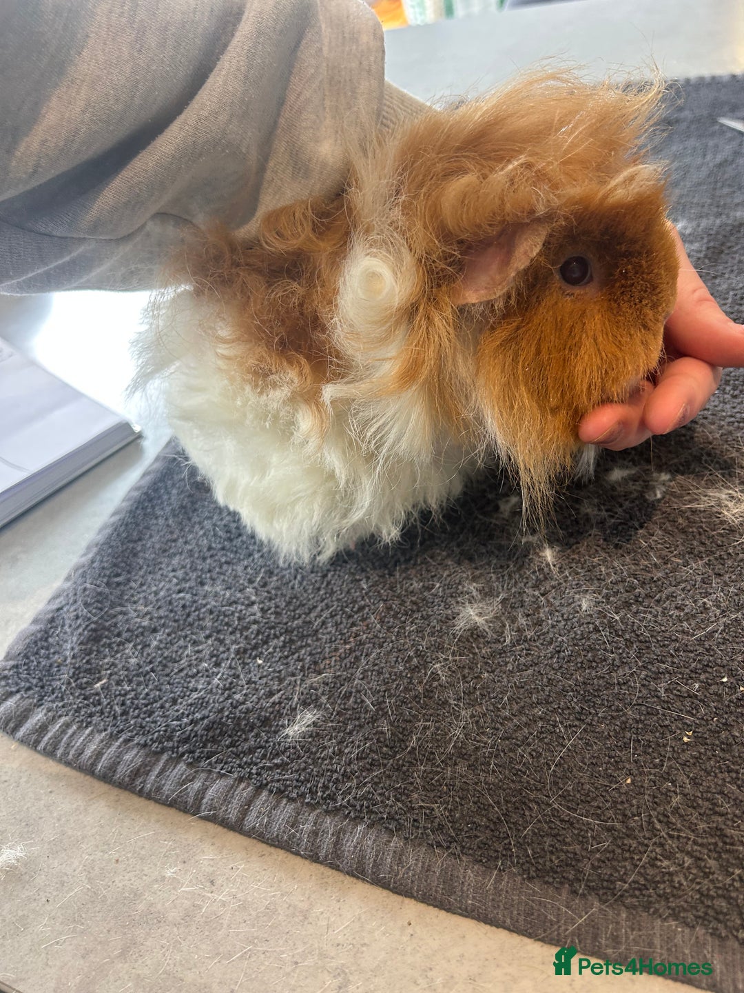 Guinea Pig rodents for sale: Sow guineapigs for sale  - Image 2