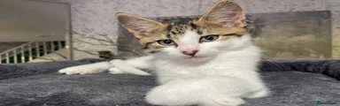 Norwegian Forest Cat Kitten 2