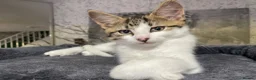 Norwegian Forest Cat cats for sale: Norwegian Forrest Cat mix bread  - Advert 14