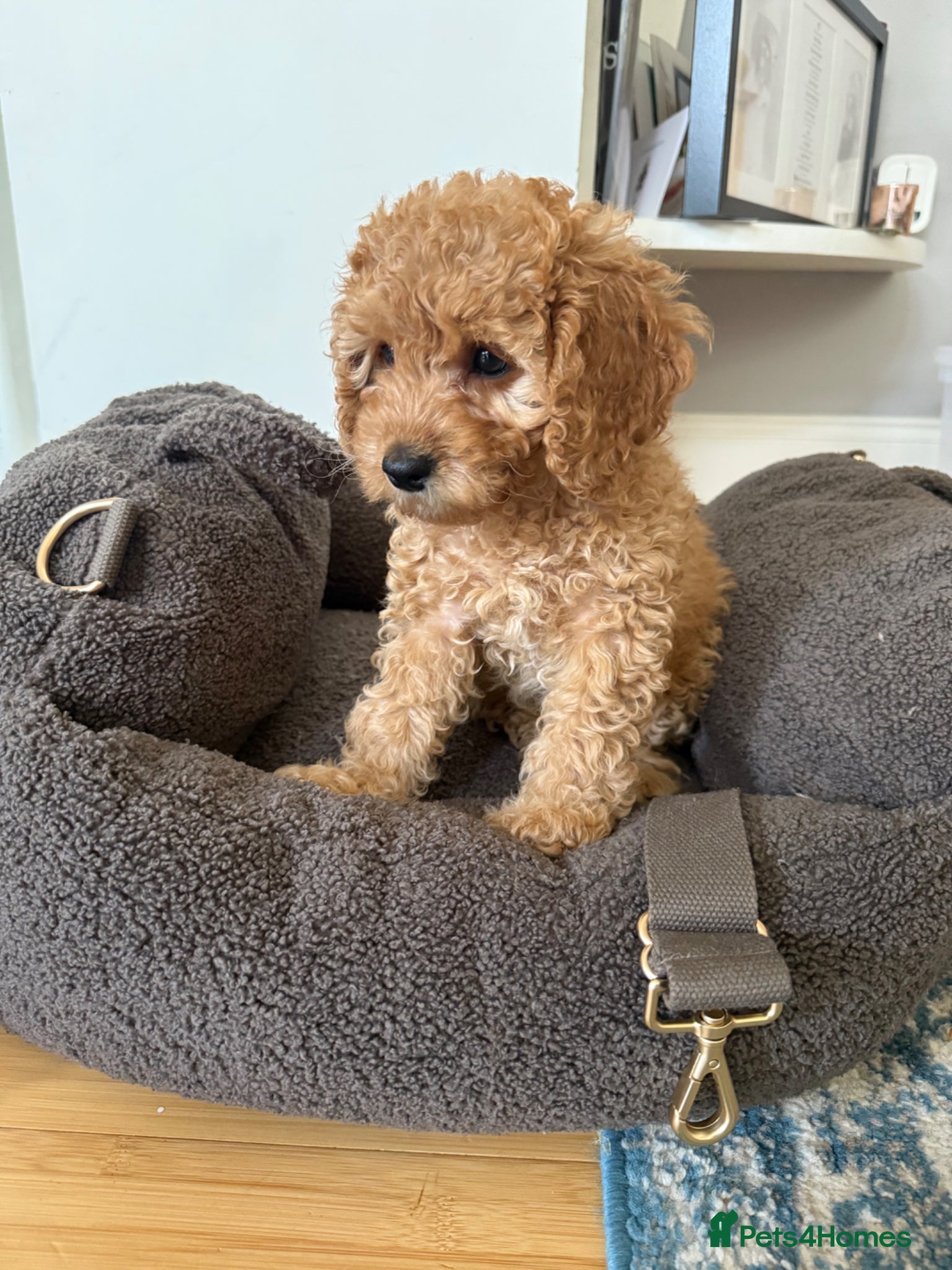 Cavapoo dogs Cavapoo Puppies, Parents DNA Health Tested - Advert 17