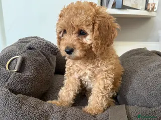 Cavapoo dogs Cavapoo Puppies, Parents DNA Health Tested - Advert 17