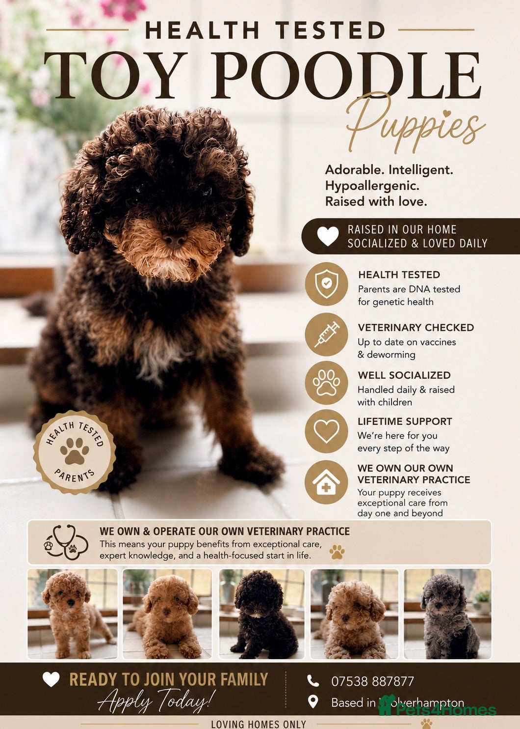 Toy Poodle dogs Exceptional KC Registered Toy Poodle Puppies - Advert 1