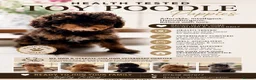 Toy Poodle dogs for sale: Exceptional KC Registered Toy Poodle Puppies - Advert 1