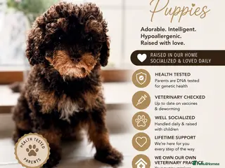 Toy Poodle dogs for sale: Exceptional KC Registered Toy Poodle Puppies - Advert 1