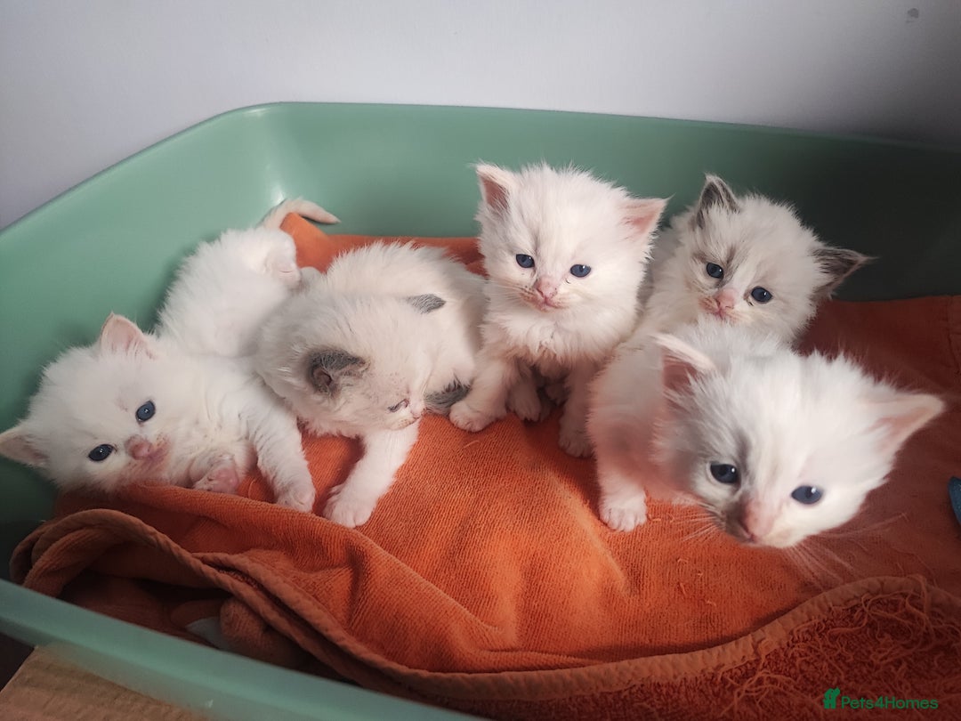 Ragdoll cats for sale: Beautiful ragdolls  - Image 1
