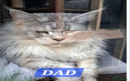 Maine Coon cats for sale: Big beautiful black silver tabby pedigree  kittens - Image 9