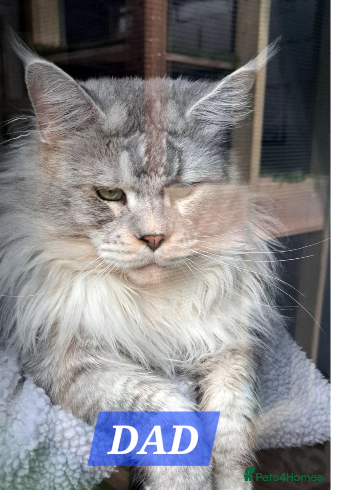 Maine Coon cats for sale: Big beautiful black silver tabby pedigree  kittens - Image 9