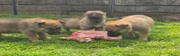 Mixed Breed dogs for sale: Shepherd's available.  Last 2 £500 - Advert 21