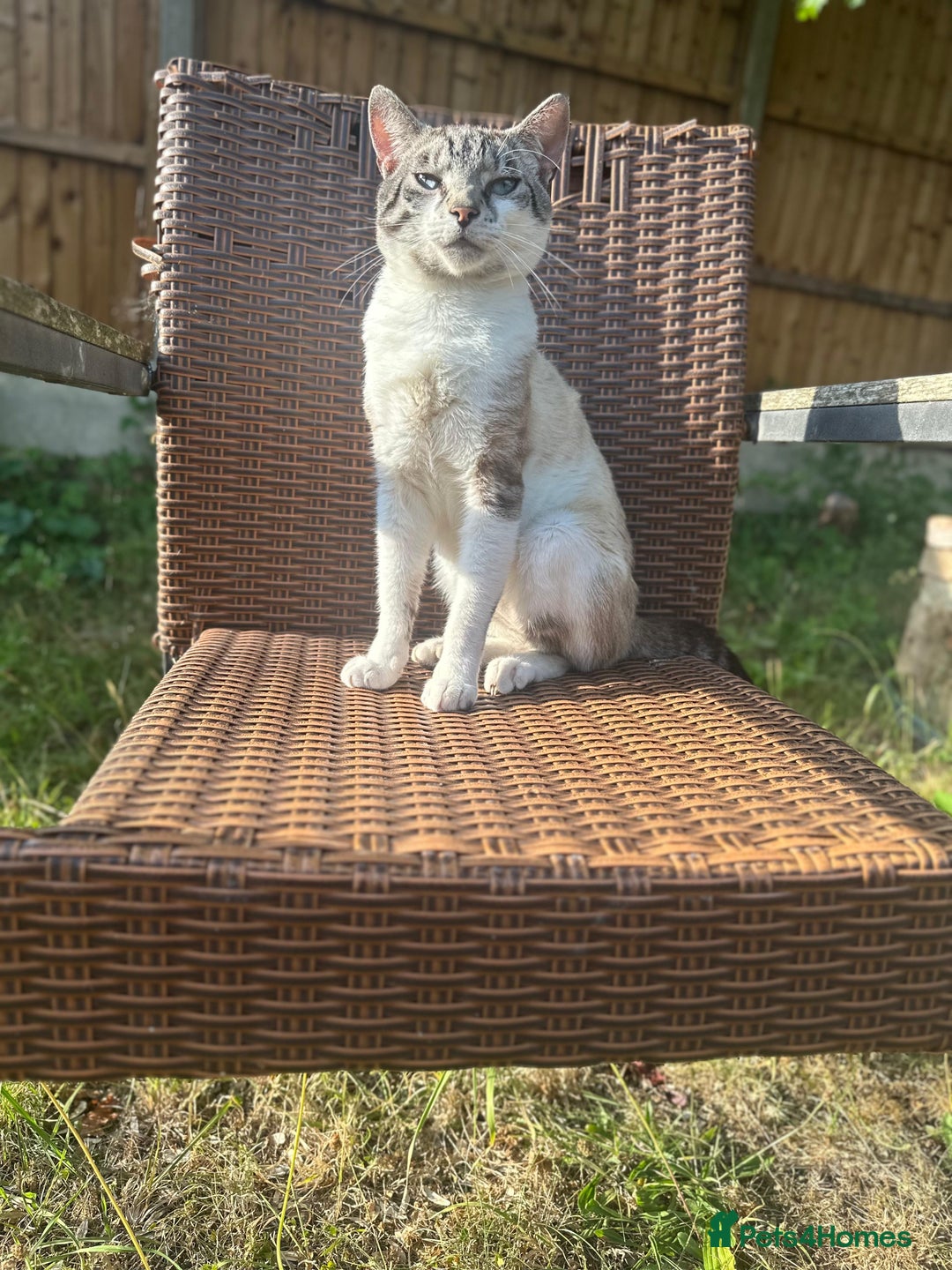 Mixed Breed cats for sale: Finding a lovely family for Puffin - Advert 6