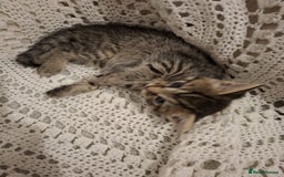 British Shorthair cats for sale: beautiful kittens available to pick up - Image 7