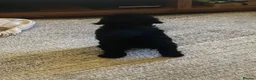 Cockapoo dogs for sale: 2 Stunning F1 Female Cockapoo Puppies Ready Now - Advert 4