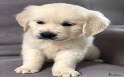 Golden Retriever dogs for sale: Home bred Chunky cream Goldie pups - Image 4