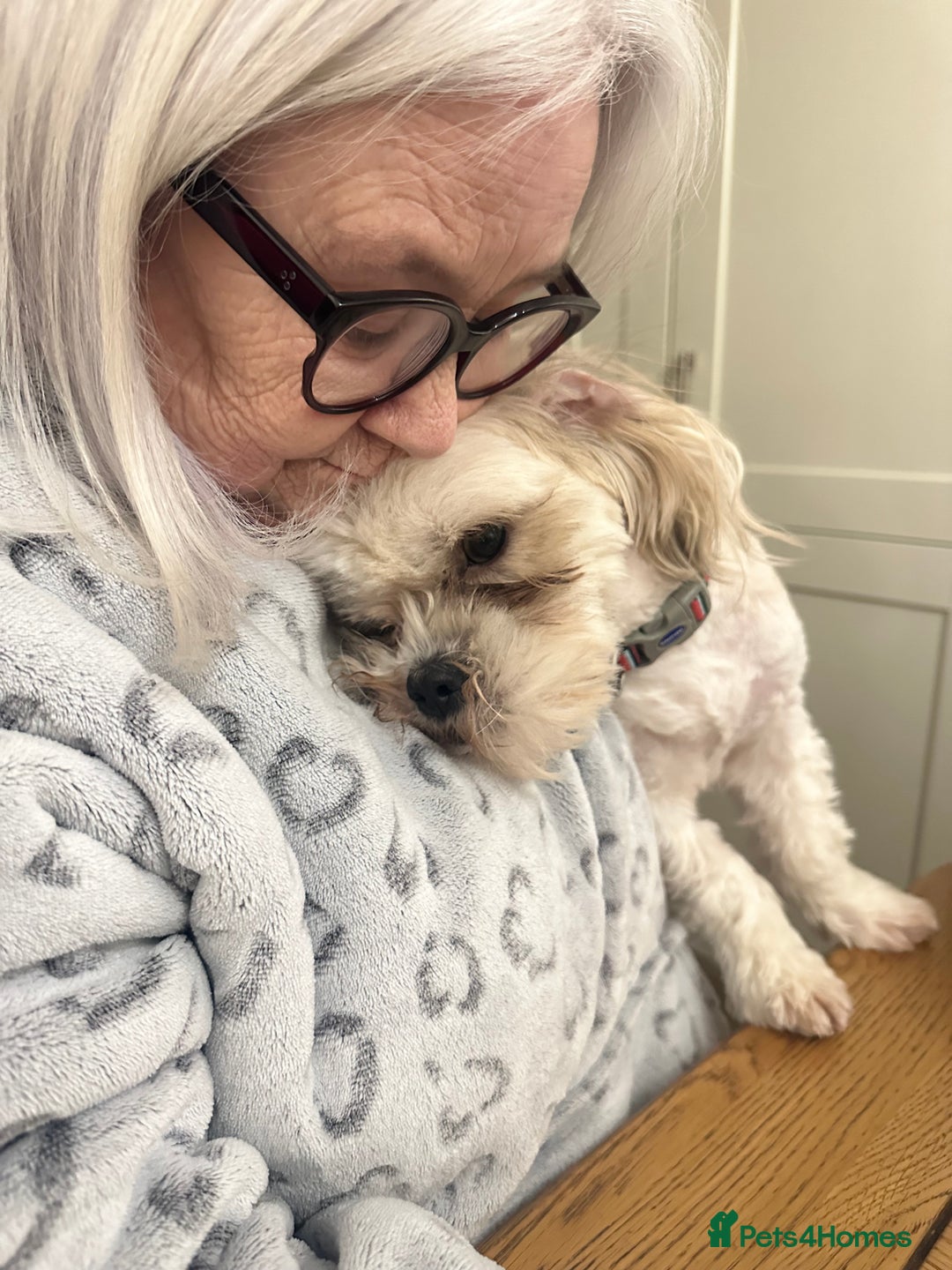 Mixed Breed dogs for sale: Loving Home wanted for Teddy🐾💙 - Advert 6