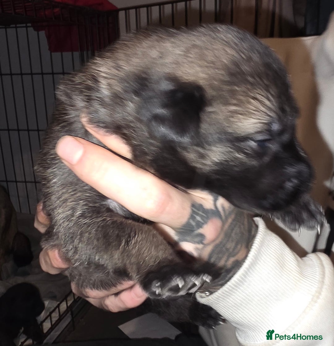 Belgian Shepherd Dog dogs for sale: Belgian malinois  - Advert 5