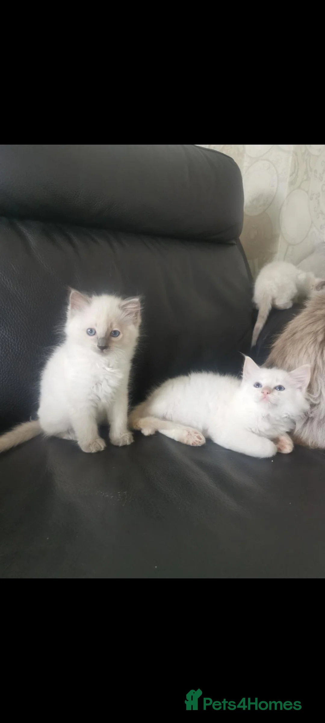 Ragdoll cats for sale: Health tested pure breed ragdoll kittens  - Advert 30