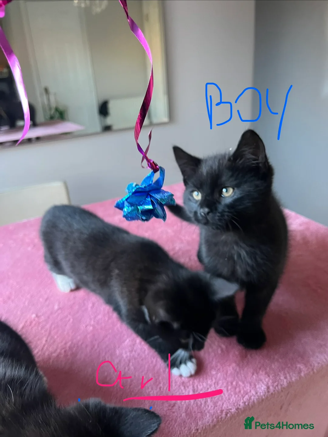 Mixed Breed cats for sale: 4 x Beautiful Playful Kittens Ready NOW - Advert 30