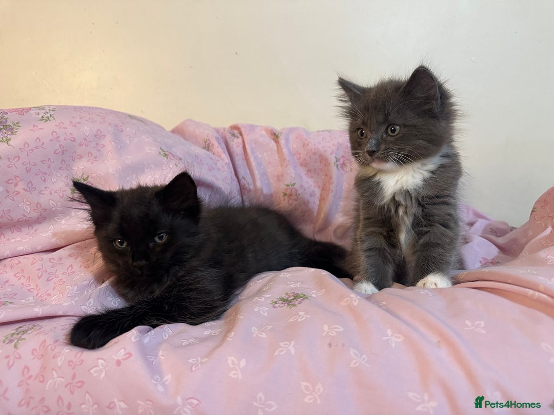 Ragdoll cats for sale: 2 male kittens (Half Ragdoll) - Image 1