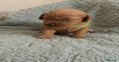 Labradoodle dogs - Advert 9