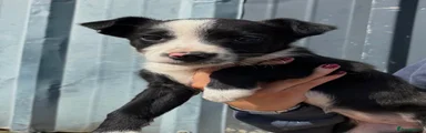 Border Collie Puppy 3