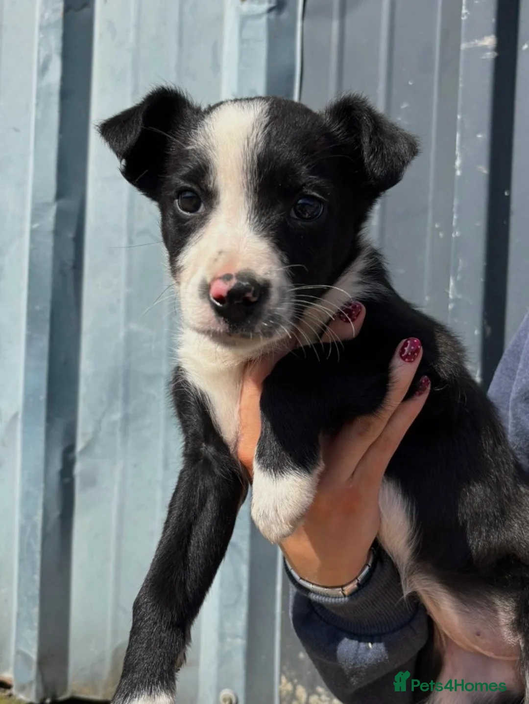 Border Collie dogs for sale: Gorgeous Border Collie Puppies 🩷 - Advert 8