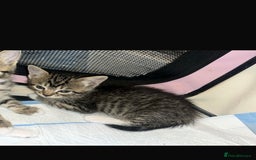 Mixed Breed cats for sale: Tabby kittens - Image 2