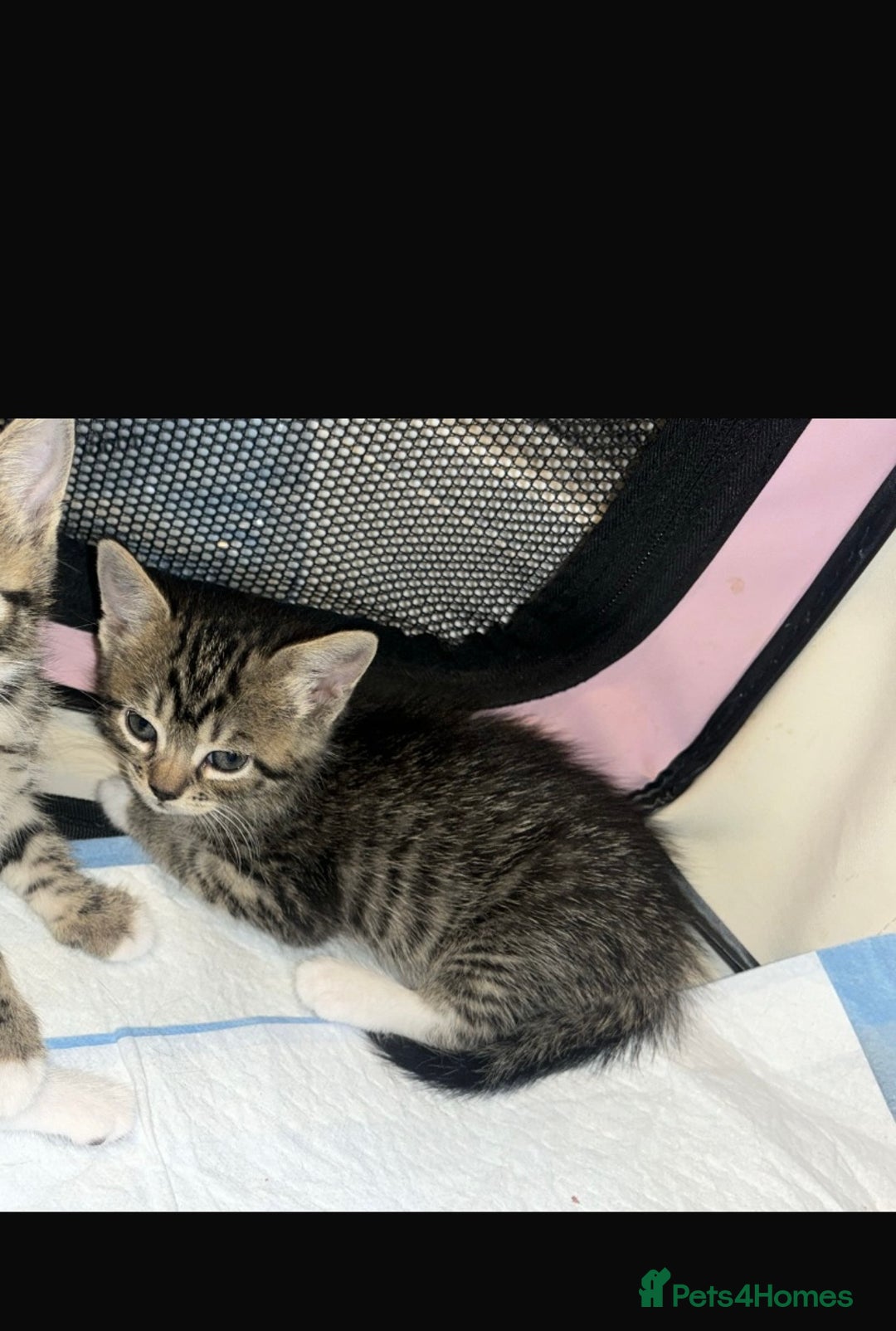 Mixed Breed cats for sale: Tabby kittens - Image 2