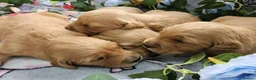 Golden Retriever dogs for sale: Adorable KC reg golden retriever puppies - Advert 7