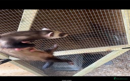 Ferret rodents for sale: solid black cross polecat kits  - Image 21