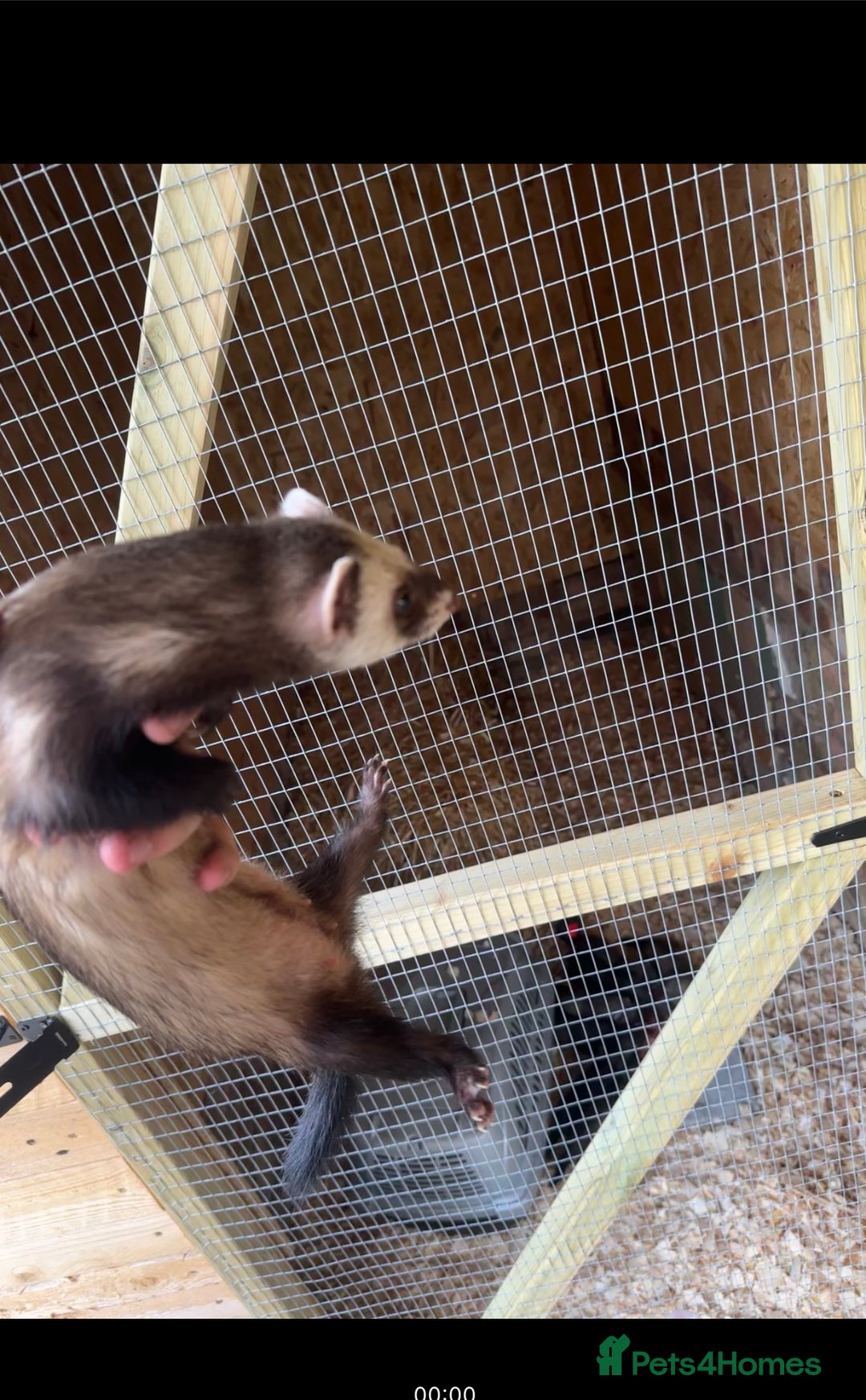 Ferret rodents for sale: solid black cross polecat kits  - Image 21
