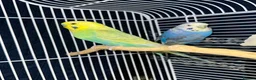 Budgerigars birds for sale: Budgie pair - Advert 2
