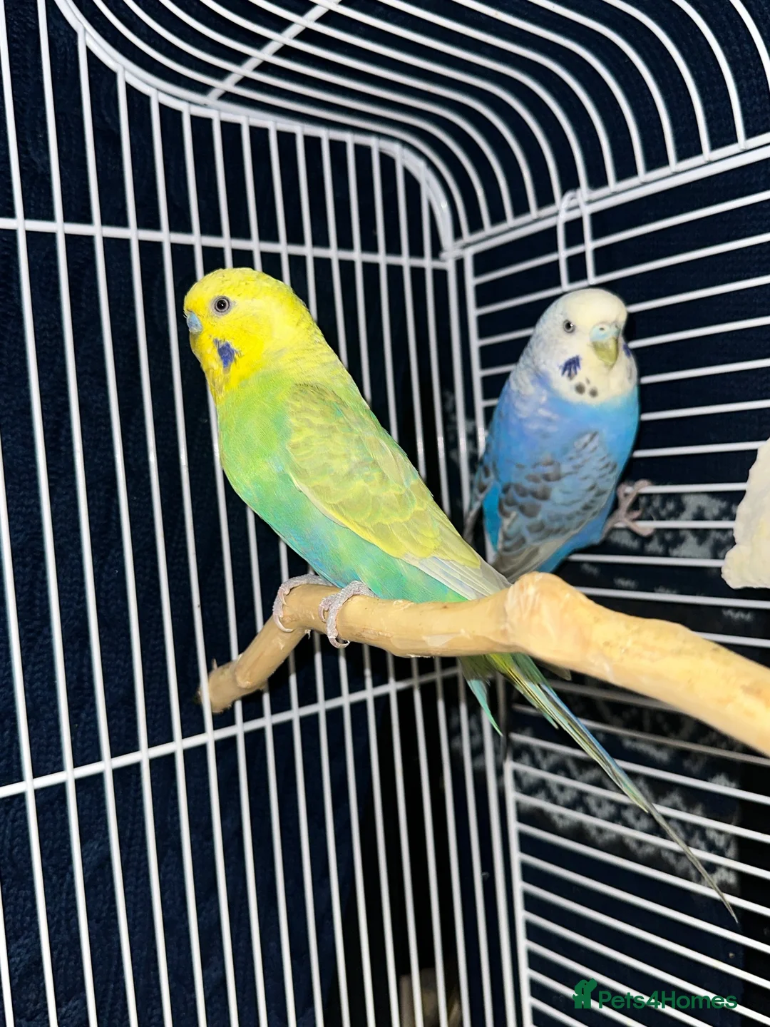 Budgerigars birds for sale: Budgie pair - Advert 2