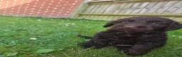 Cockapoo dogs for sale: Beautiful Chocolate Cockapoos  in Stafford - Advert 2