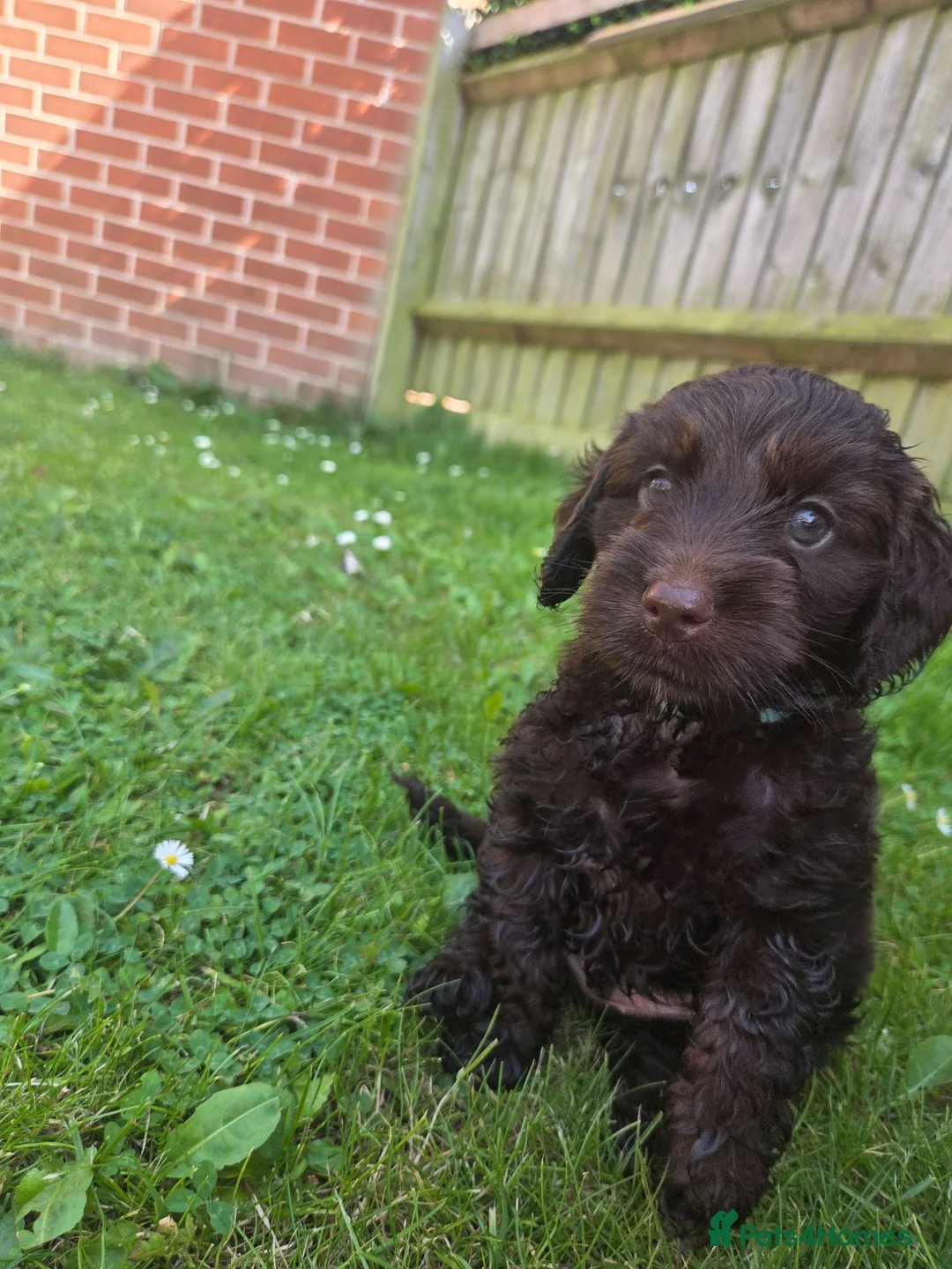 Cockapoo dogs for sale: Beautiful Chocolate Cockapoos  in Stafford - Advert 2