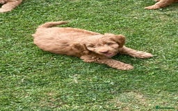 Cockapoo dogs for sale: Cockapoo puppies  - Image 6
