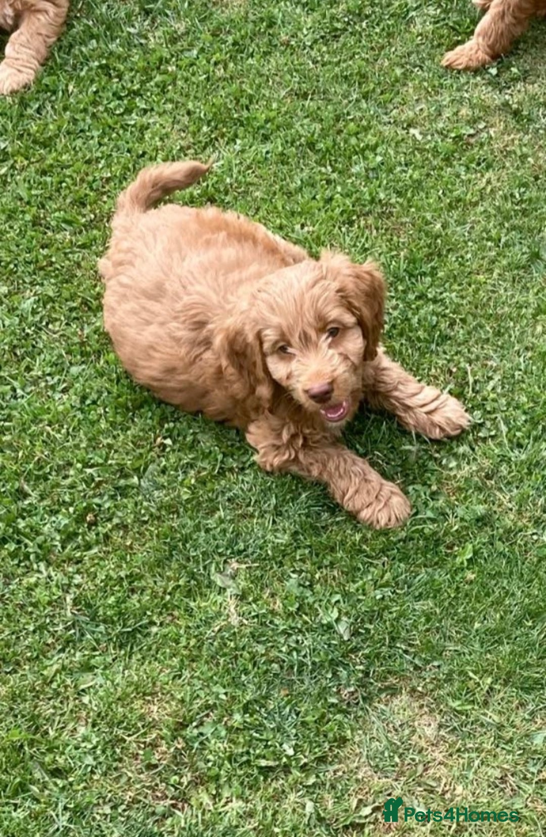 Cockapoo dogs for sale: Cockapoo puppies  - Image 6