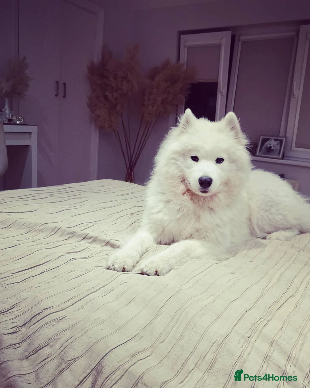 Samoyed dogs for sale: RKC Samoyed Puppies – Champion Bloodlines - Advert 17