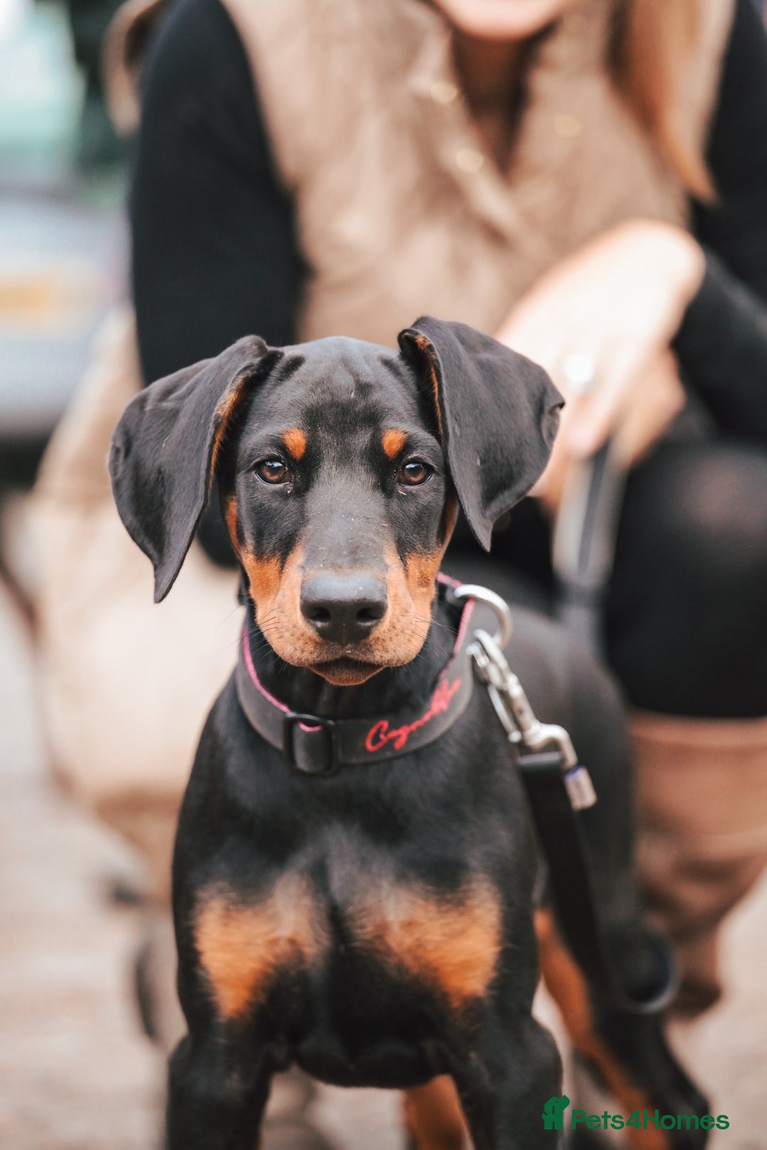 Dobermann dogs for sale: WAITLIST 2026 CEZARBLUE 5 STAR LICENSED ⭐️  - Advert 22
