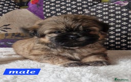 Shih Tzu dogs for sale: Shih-tzu's for sale. - Image 5